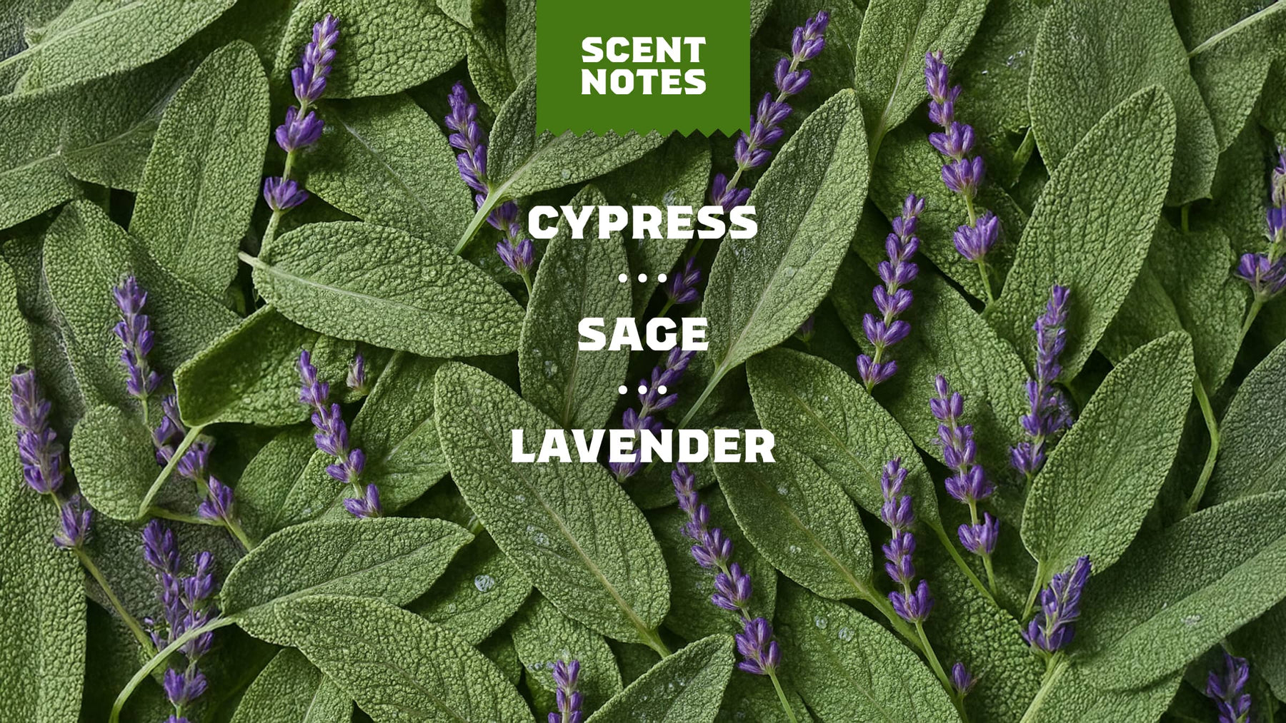 Alpine Sage - Cozy Glow